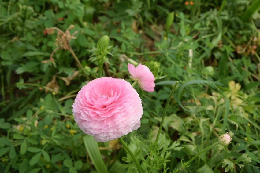 Türkiye’de sadece bir ilde üretiliyor! Yüzde 90’ı yurt dışına ihraç ediliyor