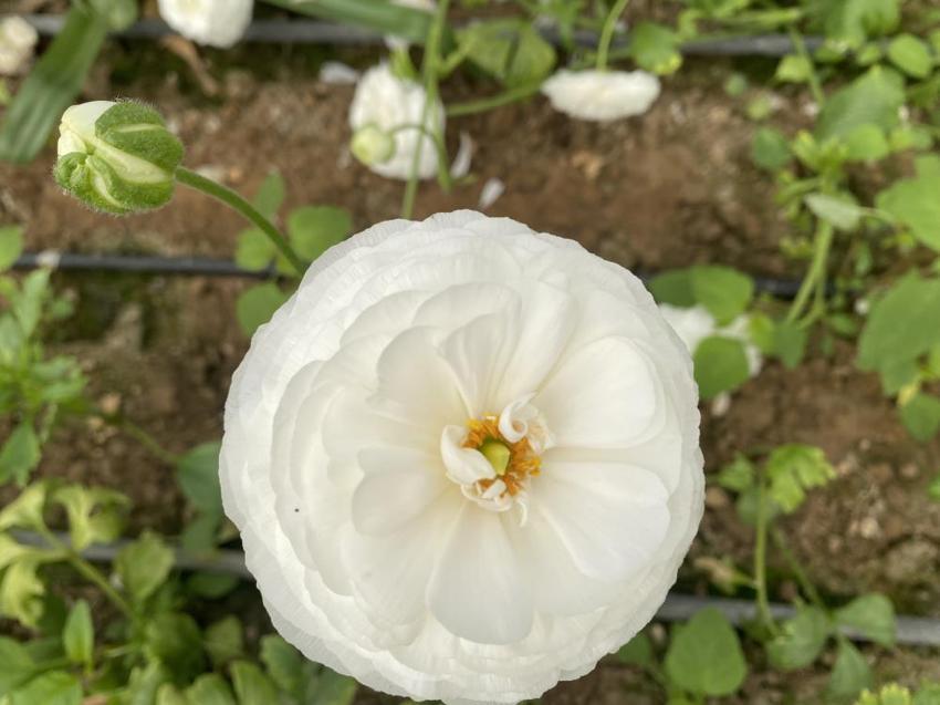 Türkiye’de sadece bir ilde üretiliyor! Yüzde 90’ı yurt dışına ihraç ediliyor