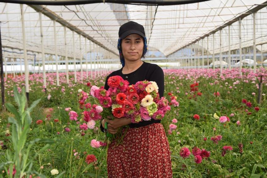 Türkiye’de sadece bir ilde üretiliyor! Yüzde 90’ı yurt dışına ihraç ediliyor