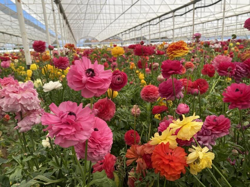 Türkiye’de sadece bir ilde üretiliyor! Yüzde 90’ı yurt dışına ihraç ediliyor