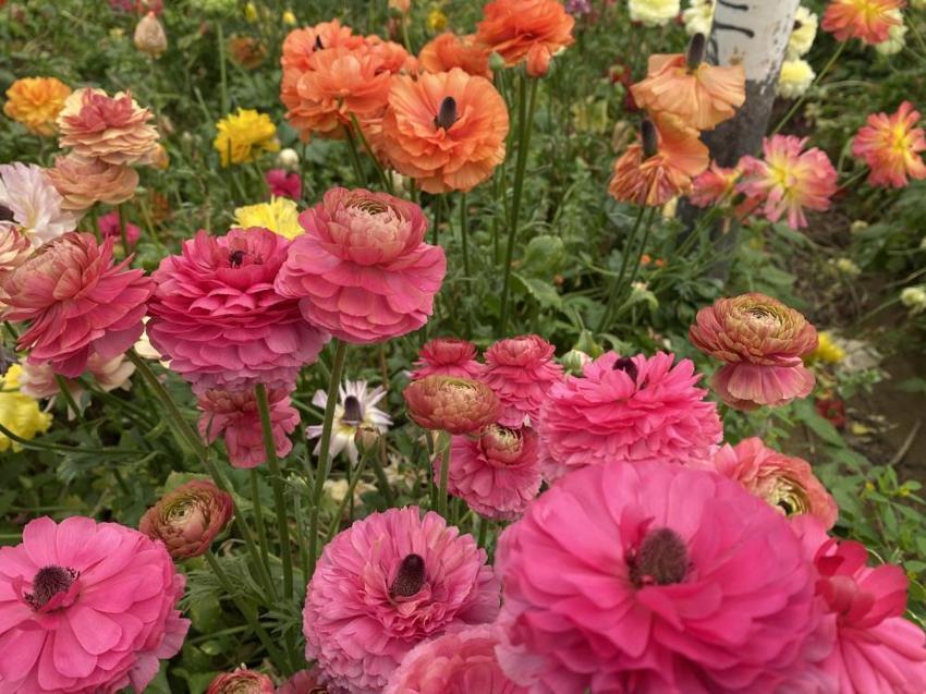 Türkiye’de sadece bir ilde üretiliyor! Yüzde 90’ı yurt dışına ihraç ediliyor