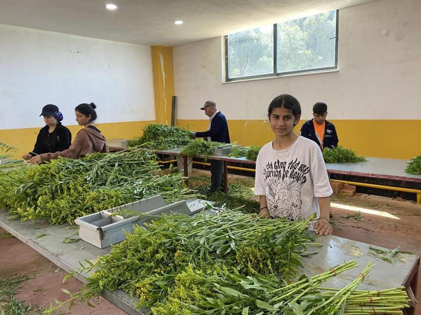 Türkiye’de sadece bir ilde üretiliyor! Yüzde 90’ı yurt dışına ihraç ediliyor