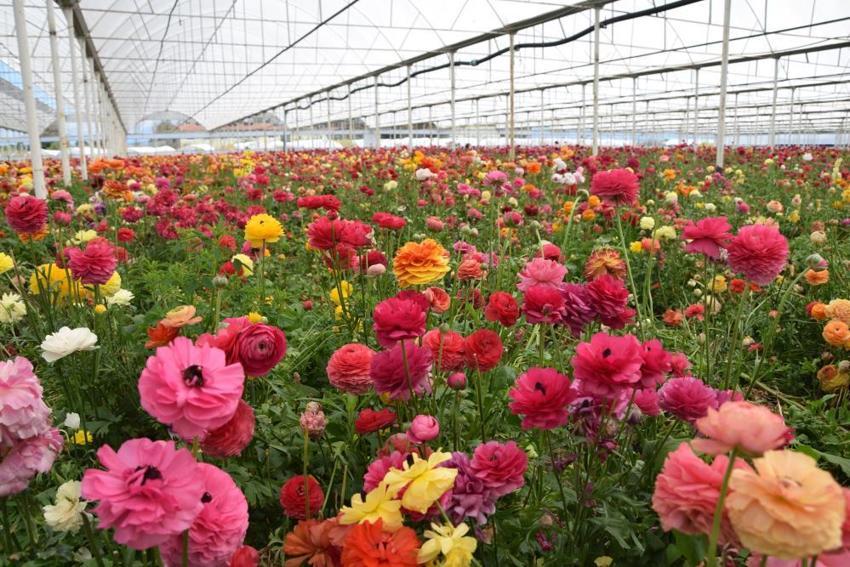 Türkiye’de sadece bir ilde üretiliyor! Yüzde 90’ı yurt dışına ihraç ediliyor