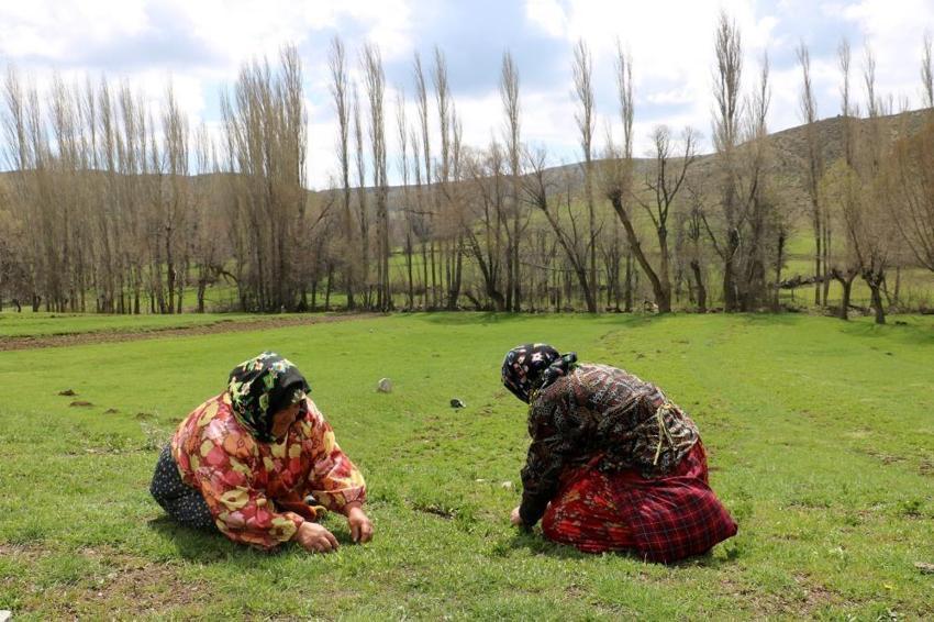 Kendiliğinden yetişiyor! Faydası saymakla bitmiyor, dondurucuda saklanıyor