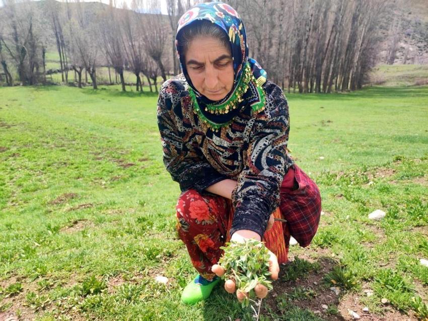 Kendiliğinden yetişiyor! Faydası saymakla bitmiyor, dondurucuda saklanıyor