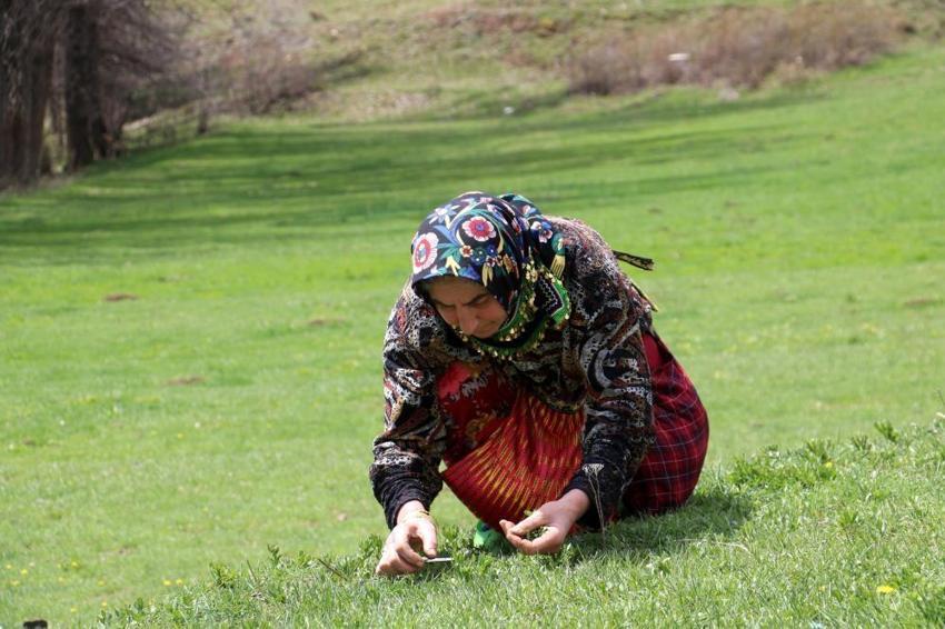Kendiliğinden yetişiyor! Faydası saymakla bitmiyor, dondurucuda saklanıyor