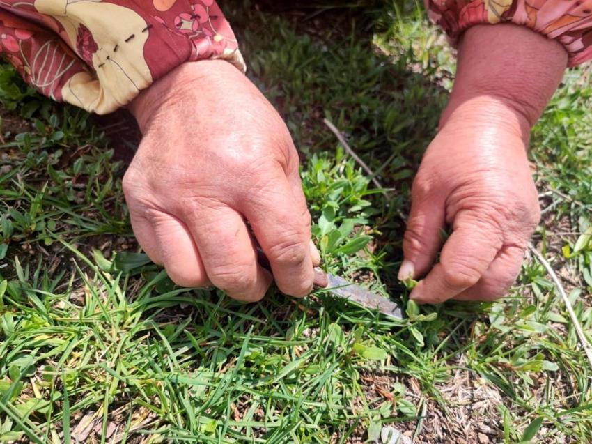 Kendiliğinden yetişiyor! Faydası saymakla bitmiyor, dondurucuda saklanıyor