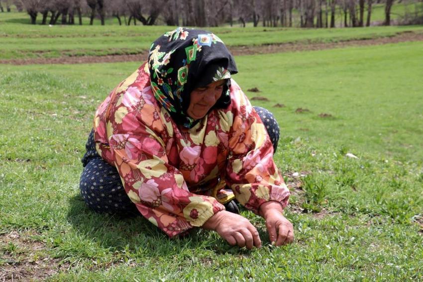 Kendiliğinden yetişiyor! Faydası saymakla bitmiyor, dondurucuda saklanıyor