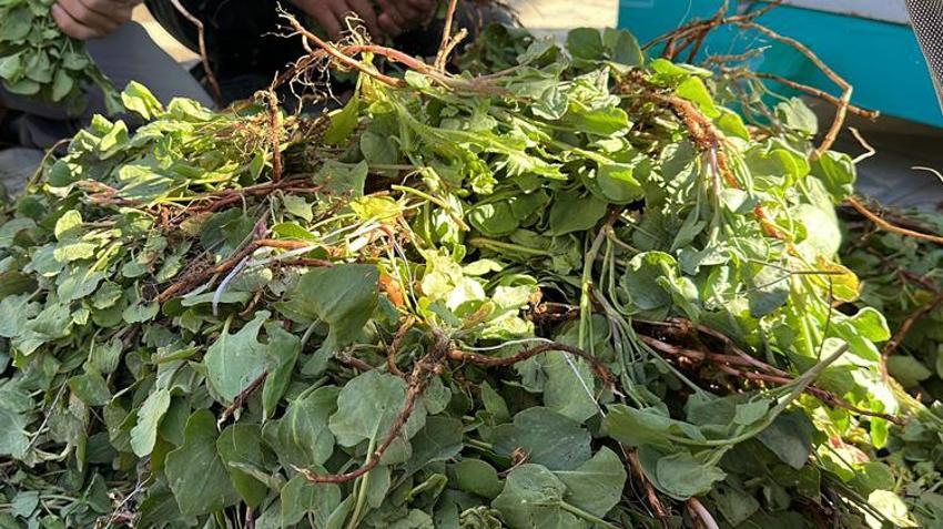 İbn-i Sina'nın önerisi 'kuzu kulağı' her derde deva