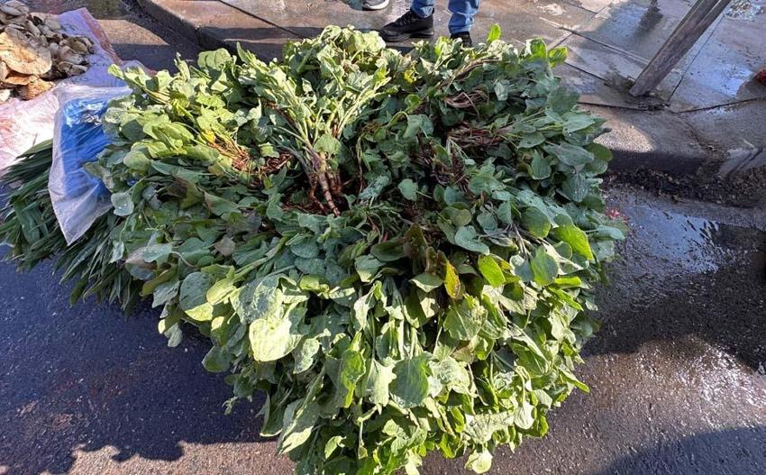 İbn-i Sina'nın önerisi 'kuzu kulağı' her derde deva