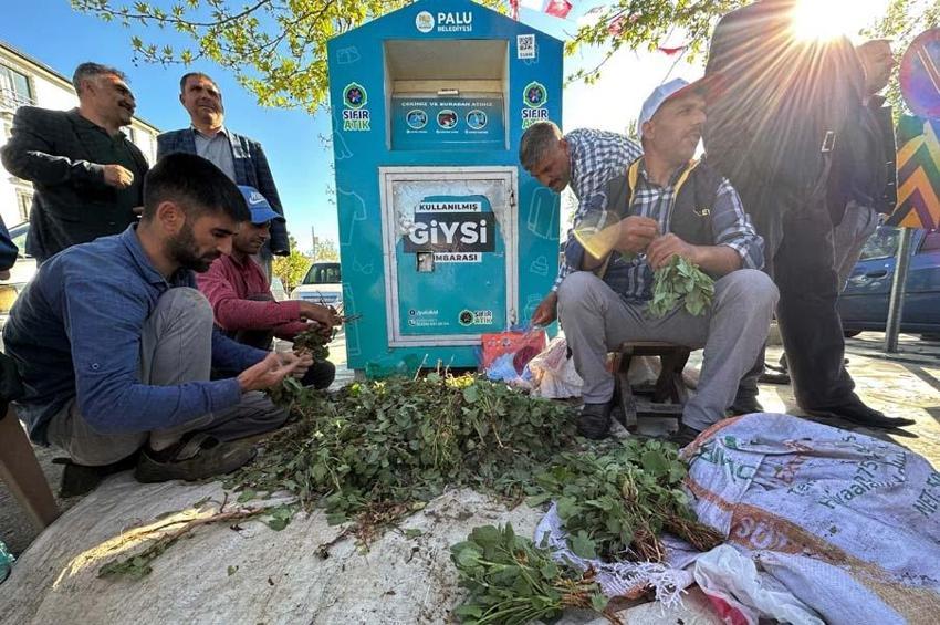 İbn-i Sina'nın önerisi 'kuzu kulağı' her derde deva
