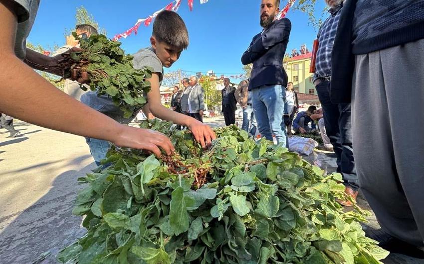 İbn-i Sina'nın önerisi 'kuzu kulağı' her derde deva