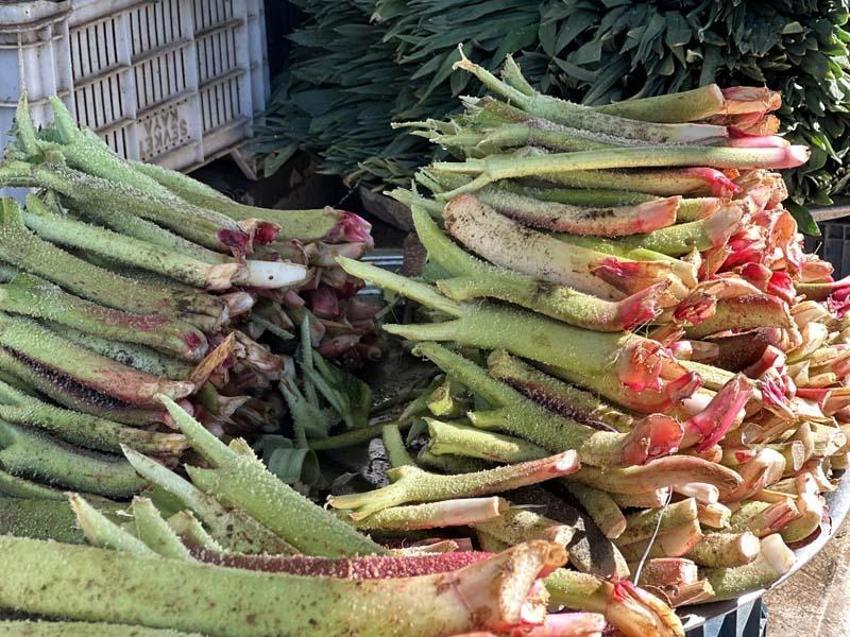 Tam bir şifa deposu: Doğunun muzu 'ışkın' tezgahlarda yerini aldı