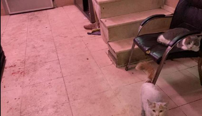 İstanbul'daki et halinde hijyen tartışması