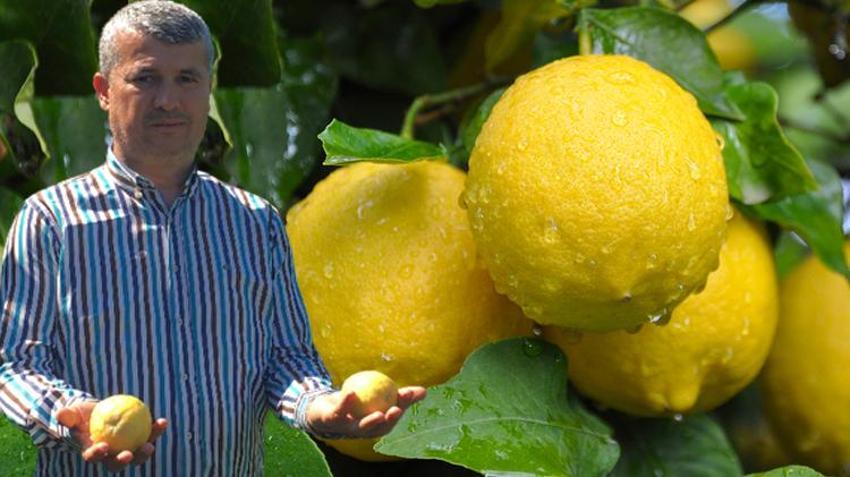 Limon fiyatları ile ilgili flaş açıklama! Üreticide ucuz, markette pahalı