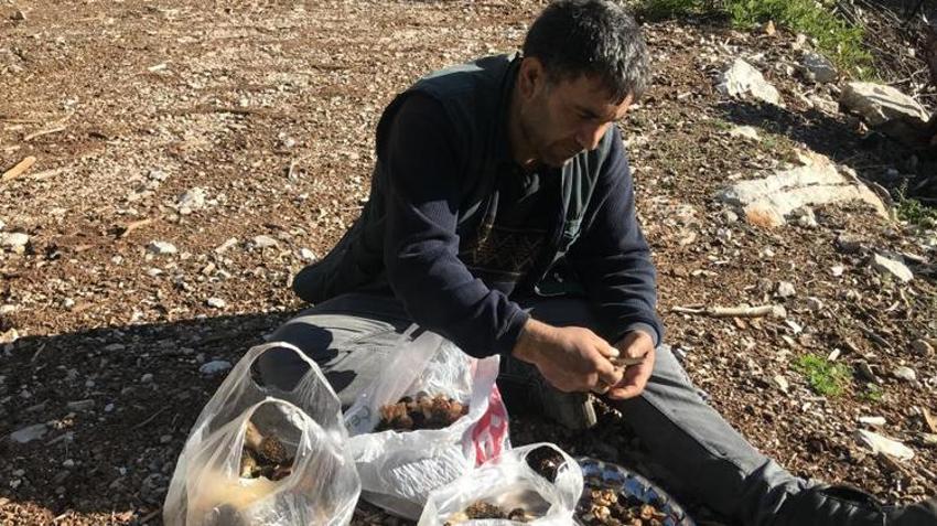 Tazesinin kilosu 300 liradan, kurutulmuşu 2 bin 500 liradan alıcı buluyor