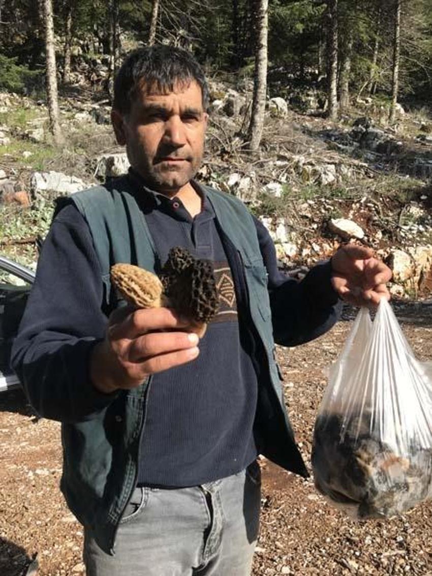 Tazesinin kilosu 300 liradan, kurutulmuşu 2 bin 500 liradan alıcı buluyor