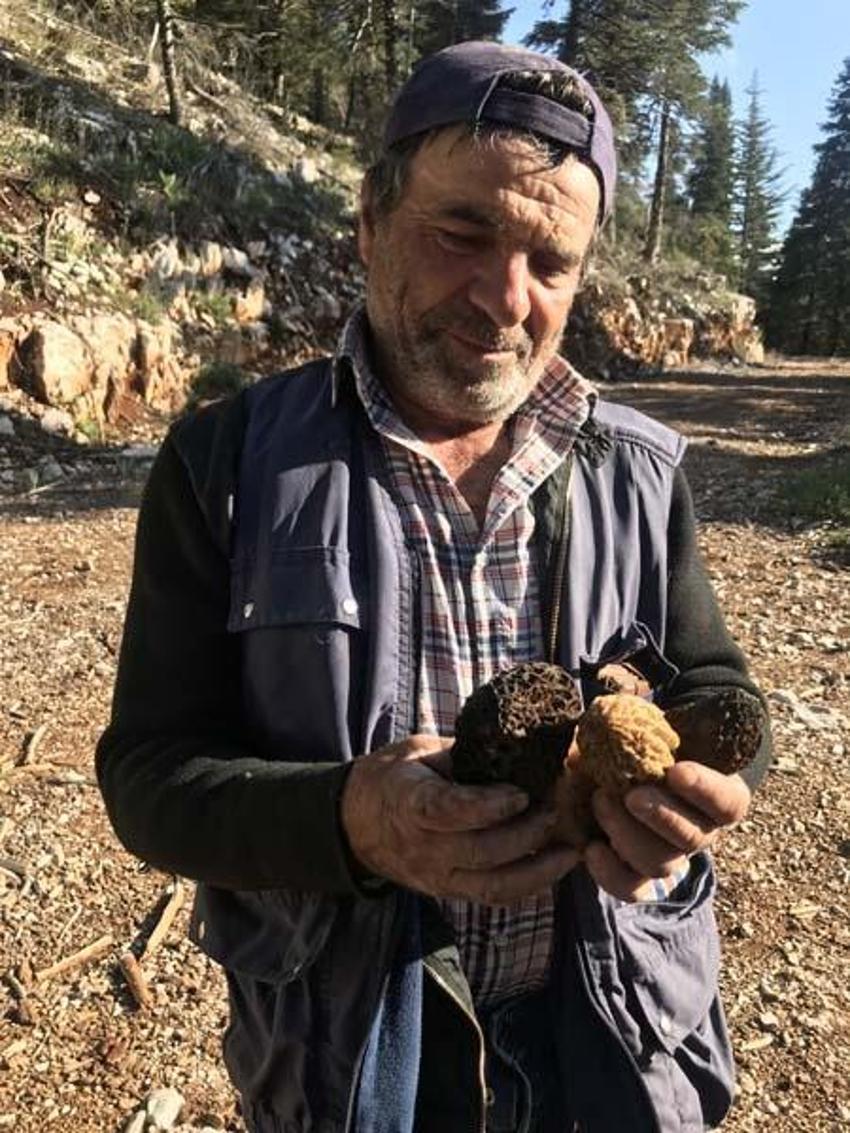Tazesinin kilosu 300 liradan, kurutulmuşu 2 bin 500 liradan alıcı buluyor