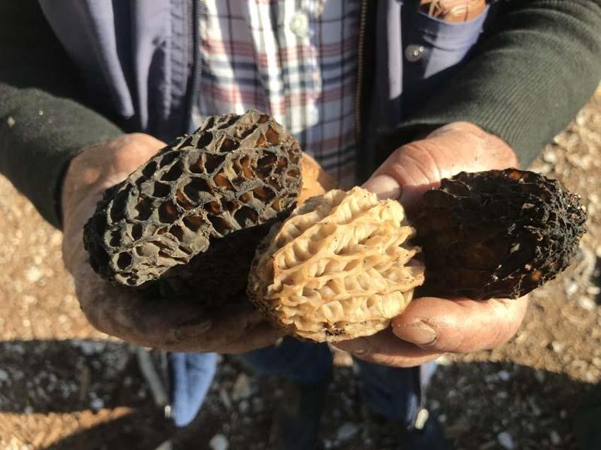 Tazesinin kilosu 300 liradan, kurutulmuşu 2 bin 500 liradan alıcı buluyor