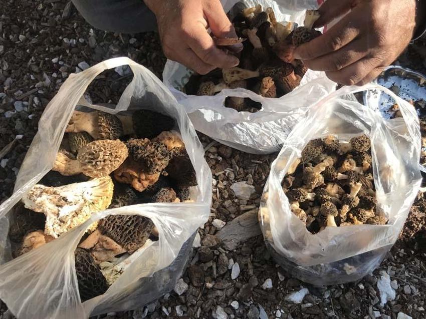 Tazesinin kilosu 300 liradan, kurutulmuşu 2 bin 500 liradan alıcı buluyor
