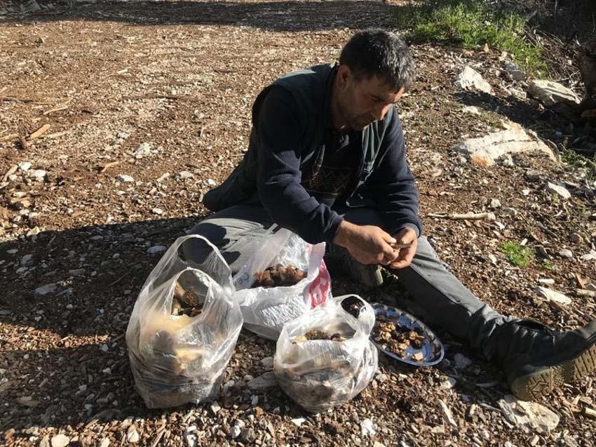 Tazesinin kilosu 300 liradan, kurutulmuşu 2 bin 500 liradan alıcı buluyor