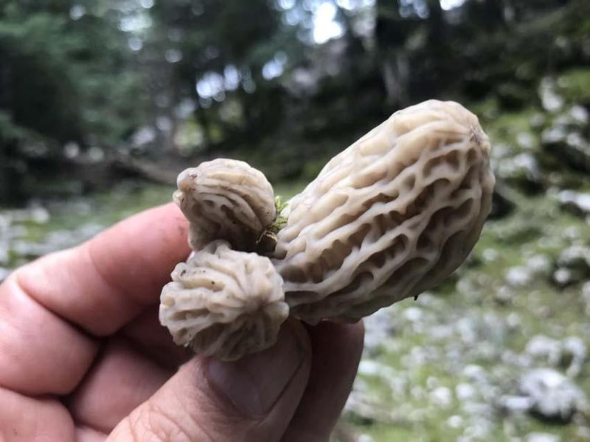 Tazesinin kilosu 300 liradan, kurutulmuşu 2 bin 500 liradan alıcı buluyor