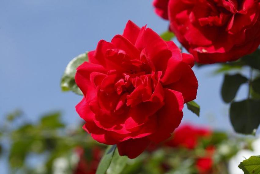 Hıdırellez’de dilek nasıl dilenir? Hıdırellez dilekleri ne zaman dilenir, nasıl gömülür, Hıdırellez dilek kâğıdı yakılır mı? Hıdırellez dilek kâğıdı su yoksa ne yapılır?