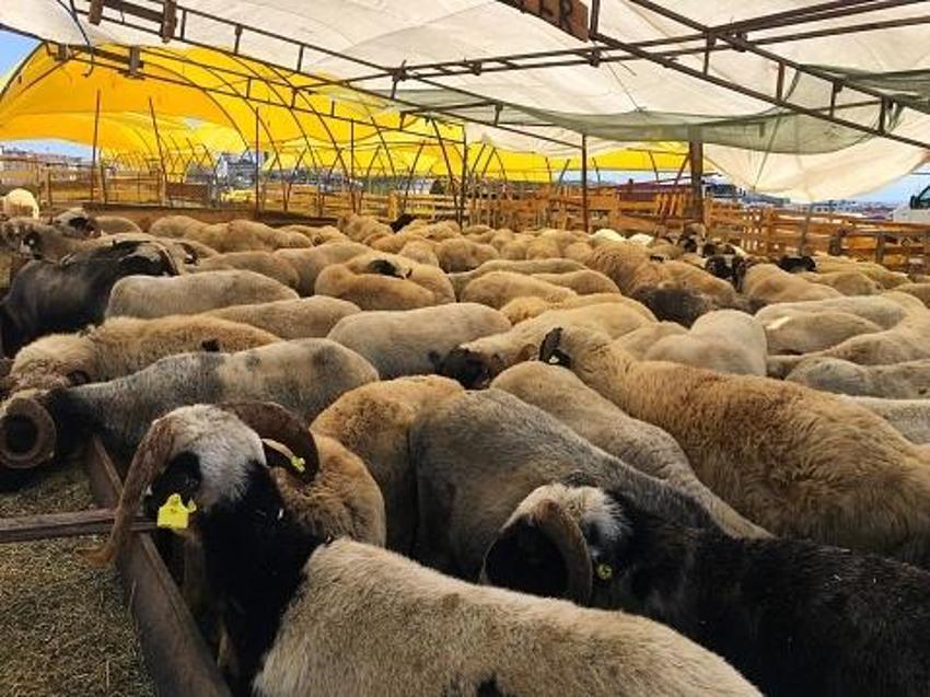 Kurbanlık fiyatlarıyla ilgili flaş açıklama! Yüzde yüz arttı, 8 bin liradan başlayacak