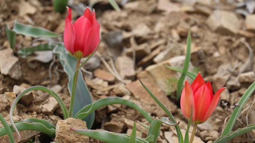 Yılda 15 gün görülen “dağ lalesi” görenleri hayran bırakıyor
