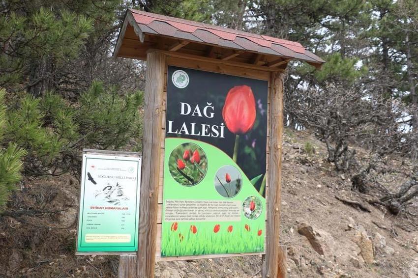 Yılda 15 gün görülen “dağ lalesi” görenleri hayran bırakıyor