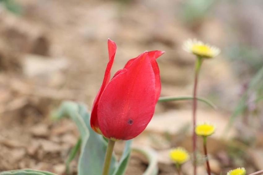 Yılda 15 gün görülen “dağ lalesi” görenleri hayran bırakıyor