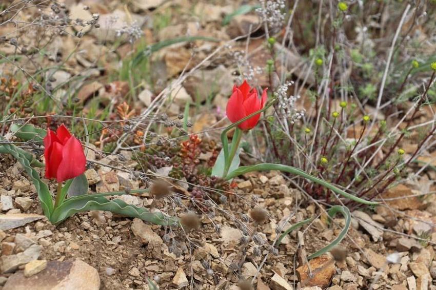 Yılda 15 gün görülen “dağ lalesi” görenleri hayran bırakıyor