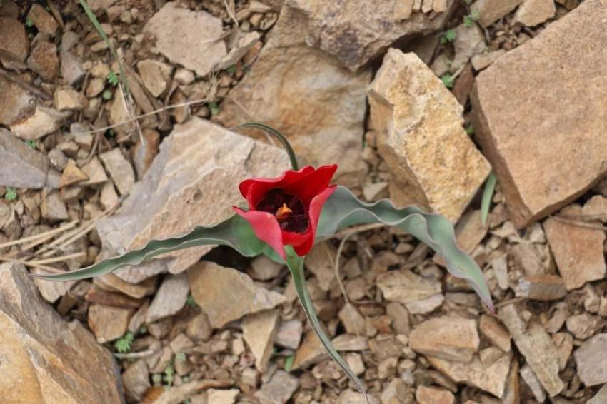 Yılda 15 gün görülen “dağ lalesi” görenleri hayran bırakıyor