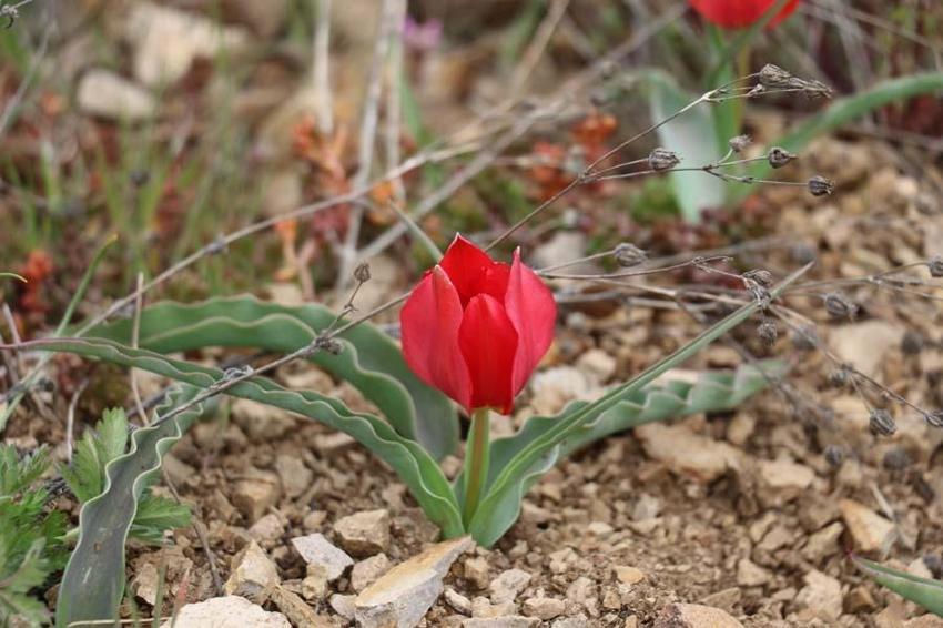 Yılda 15 gün görülen “dağ lalesi” görenleri hayran bırakıyor