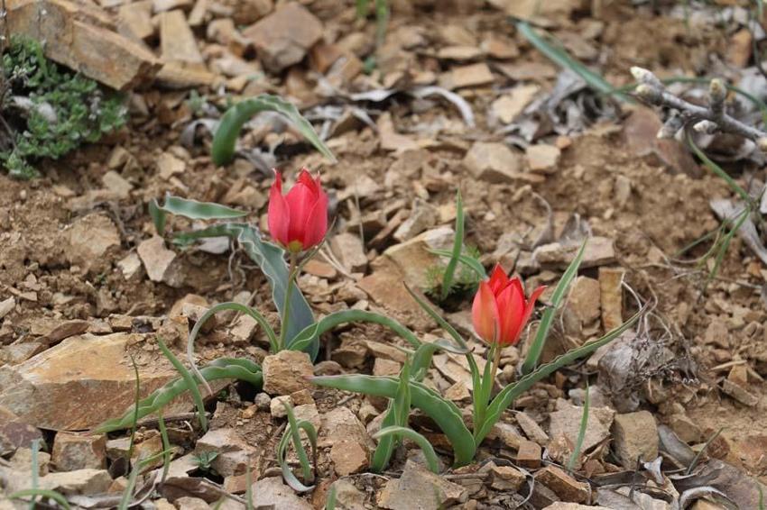 Yılda 15 gün görülen “dağ lalesi” görenleri hayran bırakıyor