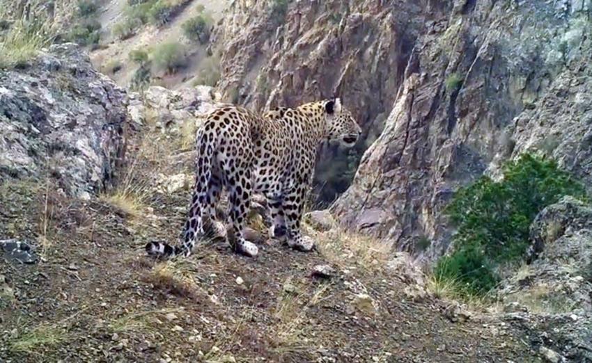 Akdeniz ve Ege'de 'Anadolu leoparı' heyecanı: Çok özel ve ender tür...
