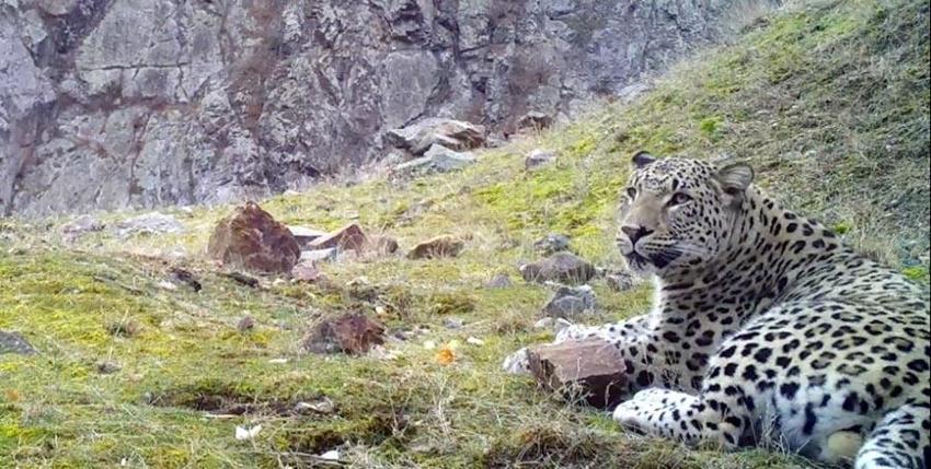 Akdeniz ve Ege'de 'Anadolu leoparı' heyecanı: Çok özel ve ender tür...