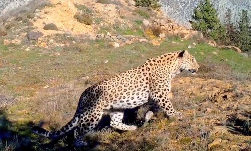Akdeniz ve Ege'de 'Anadolu leoparı' heyecanı: Çok özel ve ender tür...