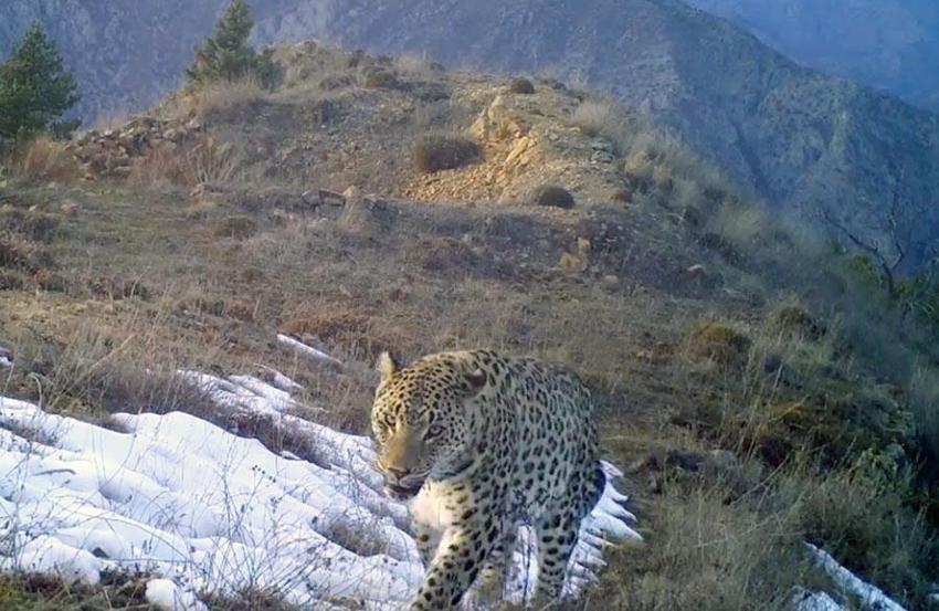 Akdeniz ve Ege'de 'Anadolu leoparı' heyecanı: Çok özel ve ender tür...