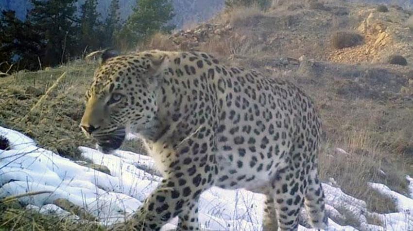 Akdeniz ve Ege'de 'Anadolu leoparı' heyecanı: Çok özel ve ender tür...