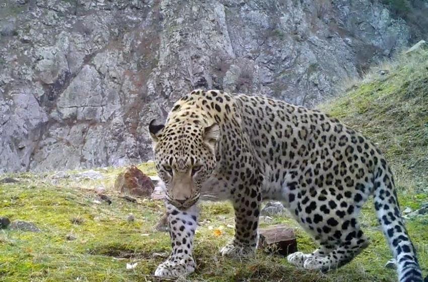 Akdeniz ve Ege'de 'Anadolu leoparı' heyecanı: Çok özel ve ender tür...