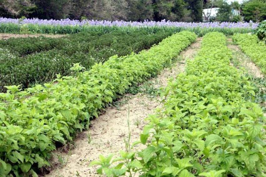 Tam 60 çeşit, kilosu 20 bin liraya satılıyor! Tıbbi ve kozmetik sanayi için çok önemli