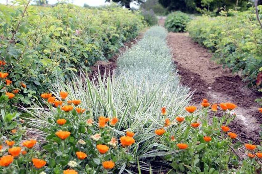 Tam 60 çeşit, kilosu 20 bin liraya satılıyor! Tıbbi ve kozmetik sanayi için çok önemli