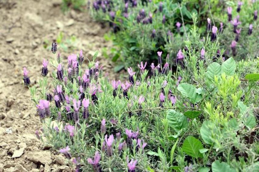 Tam 60 çeşit, kilosu 20 bin liraya satılıyor! Tıbbi ve kozmetik sanayi için çok önemli