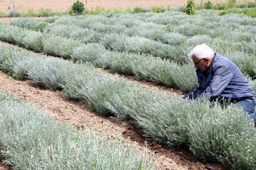 Tam 60 çeşit, kilosu 20 bin liraya satılıyor! Tıbbi ve kozmetik sanayi için çok önemli