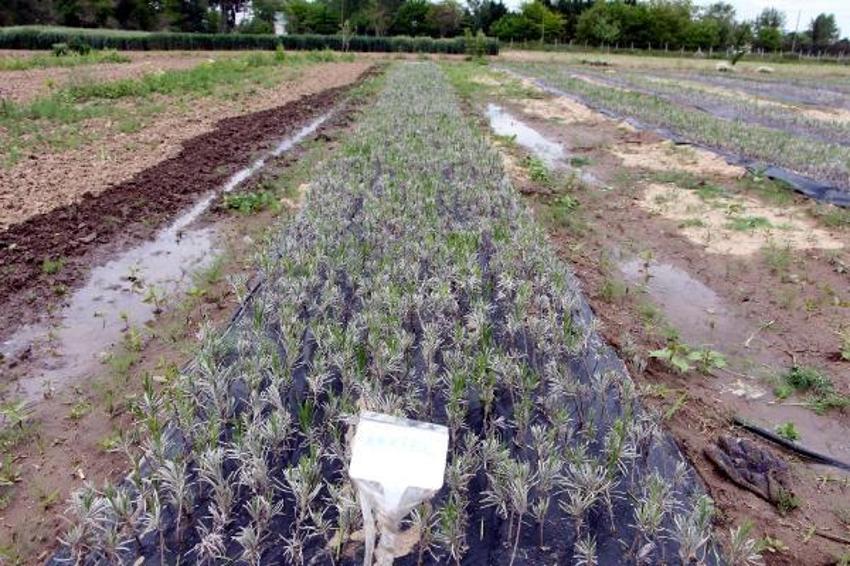 Tam 60 çeşit, kilosu 20 bin liraya satılıyor! Tıbbi ve kozmetik sanayi için çok önemli