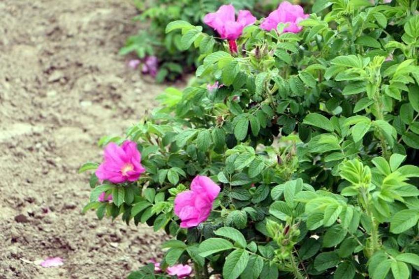 Tam 60 çeşit, kilosu 20 bin liraya satılıyor! Tıbbi ve kozmetik sanayi için çok önemli