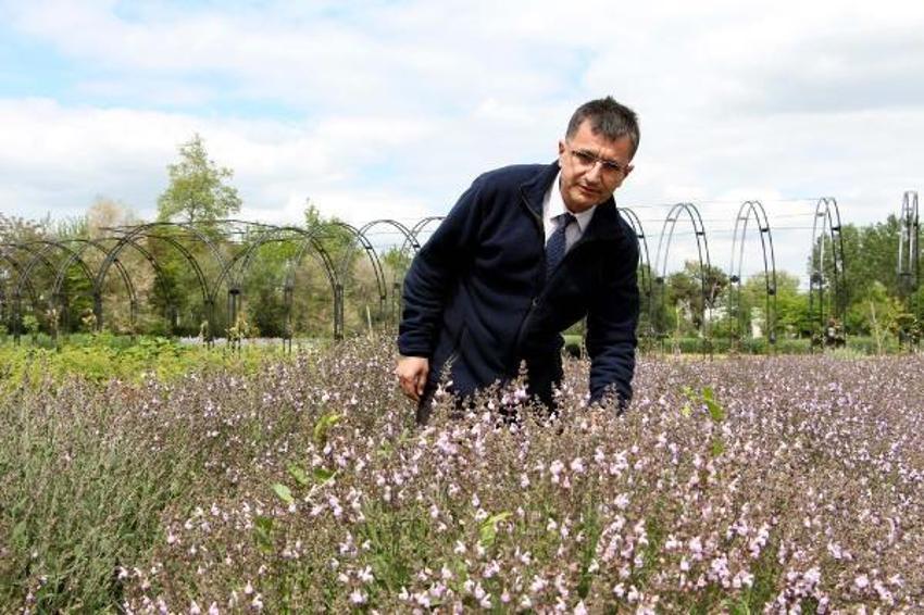 Tam 60 çeşit, kilosu 20 bin liraya satılıyor! Tıbbi ve kozmetik sanayi için çok önemli