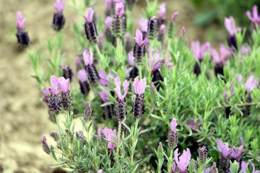 Tam 60 çeşit, kilosu 20 bin liraya satılıyor! Tıbbi ve kozmetik sanayi için çok önemli