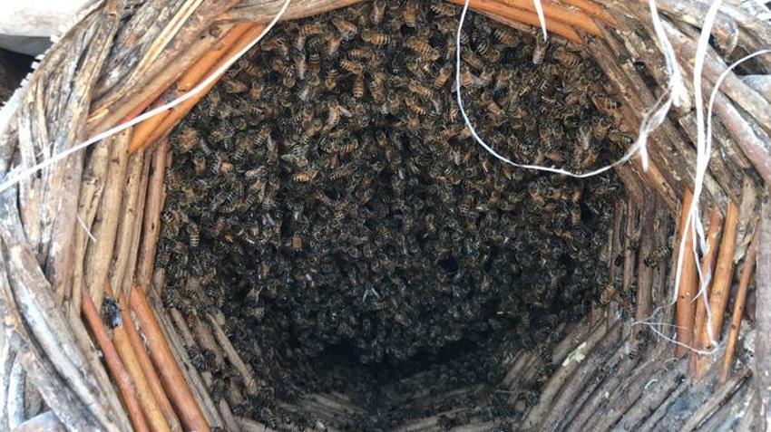 Sahte bal uyarısı, kilosu en az 1000 lira! ‘Gerçek bal diye ucuza veriyorlar’